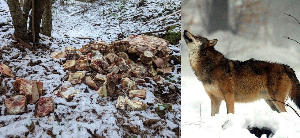 Scarti di macellazione abbandonati nel bosco dove ci sono i lupi: allertata la forestale